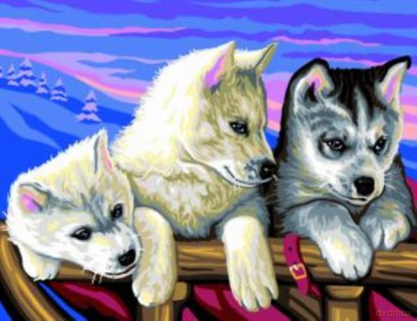 Painting by Numbers Senior Huskies 1036