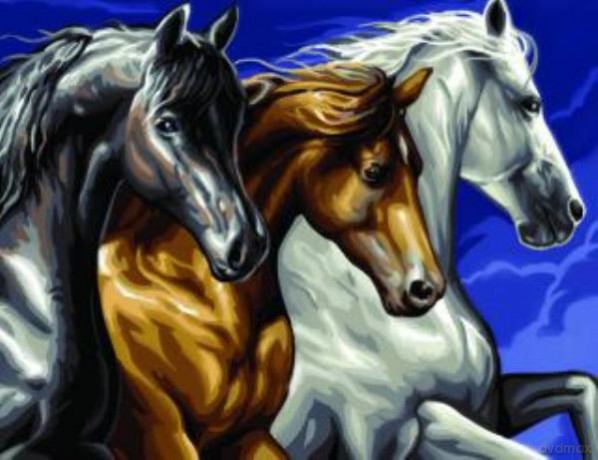 Painting by Numbers Senior Wild Horses 1040