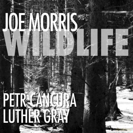 Morris, Joe (P. Cancura, L. Gray): Wildlife [CD]