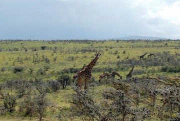Africa's Great Rift [Blu-Ray]