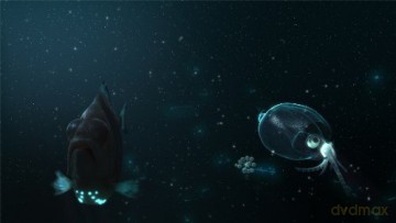 Deep Ocean Experience 3D [Blu-Ray 3D]