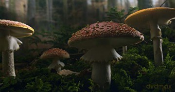 The Hidden Life of Trees (Sekretne życie drzew) [Blu-Ray]