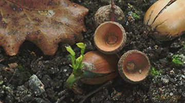 The Hidden Life of Trees (Sekretne życie drzew) [Blu-Ray]