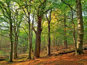 The Hidden Life of Trees (Sekretne życie drzew) [Blu-Ray]