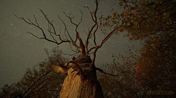 The Hidden Life of Trees (Sekretne życie drzew) [Blu-Ray]