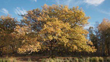 Heart of Oak (Serce dębu) [Blu-Ray]