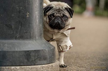Ein Mops zum Verlieben (Blu-ray)