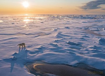 Frozen Planet 2 (Lodowa planeta) [2xBlu-Ray]