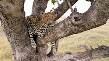 Serengeti [Blu-Ray]