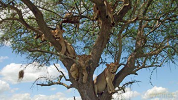 Serengeti [Blu-Ray]