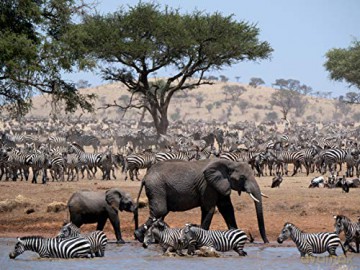 Serengeti [Blu-Ray]