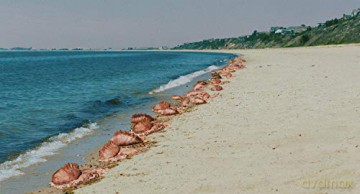 The Beach House (Blu-ray)