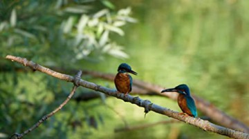 Bird's Eyeview [Blu-Ray]