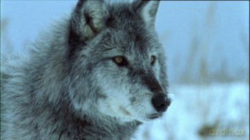 Wilde Arktis [Blu-Ray]