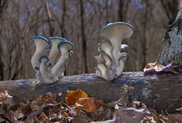 Fantastic Fungi (Niezwykły świat grzybów) [Blu-Ray]
