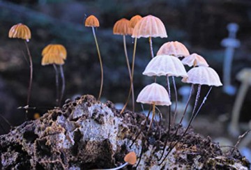 Fantastic Fungi (Niezwykły świat grzybów) [Blu-Ray]