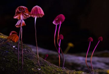 Fantastic Fungi (Niezwykły świat grzybów) [Blu-Ray]
