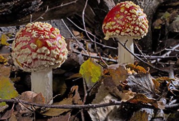 Fantastic Fungi (Niezwykły świat grzybów) [Blu-Ray]