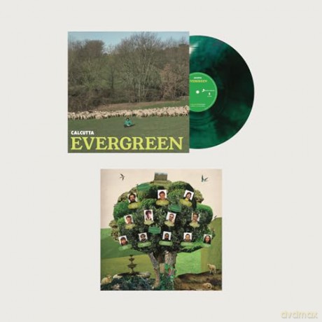 Evergreen