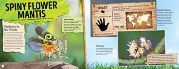 Amazing World Bugs - L J Tracosas [KSIĄŻKA]