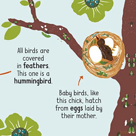 50 Words On Nature Animals - Lily Holland [KSIĄŻKA]
