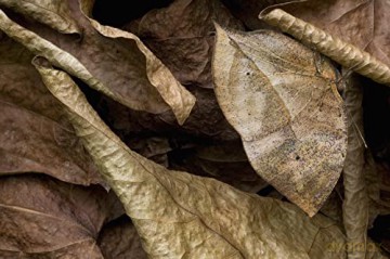Champions Of Camouflage - Jean-Philippe Noel [KSIĄŻKA]