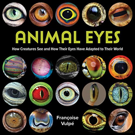Animal Eyes - Francoise Vulpe [KSIĄŻKA]
