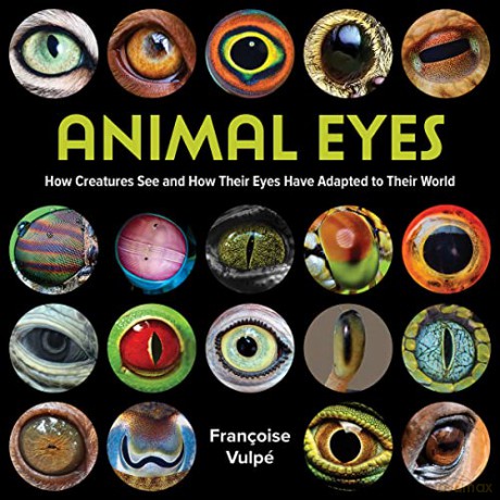Animal Eyes Hb - Francoise Vulpe [KSIĄŻKA]