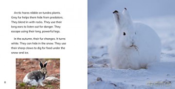 Animals Of The Arctic Tundra - Rustad Martha E H [KSIĄŻKA]