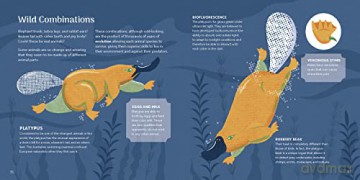 Amazing Animals Around The World - Dgph Studio [KSIĄŻKA]