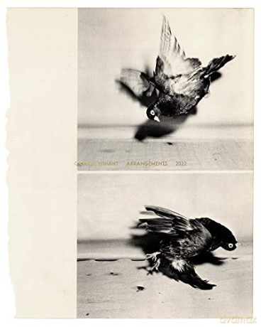Carmen Winant Arrangements - Carmen Winant [KSIĄŻKA]
