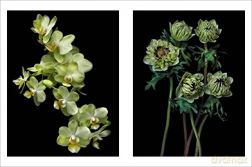 Beauty In Bloom - Debi Shapiro [KSIĄŻKA]