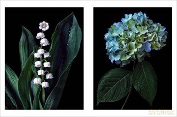 Beauty In Bloom - Debi Shapiro [KSIĄŻKA]
