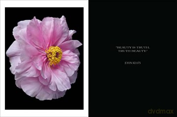 Beauty In Bloom - Debi Shapiro [KSIĄŻKA]