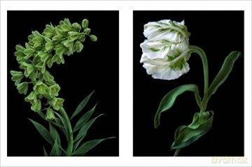 Beauty In Bloom - Debi Shapiro [KSIĄŻKA]