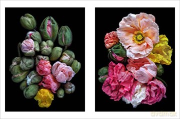 Beauty In Bloom - Debi Shapiro [KSIĄŻKA]