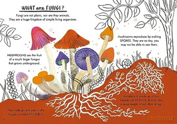 Hello Fungi - Nina Chakrabarti [KSIĄŻKA]