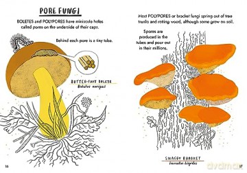 Hello Fungi - Nina Chakrabarti [KSIĄŻKA]