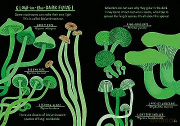 Hello Fungi - Nina Chakrabarti [KSIĄŻKA]