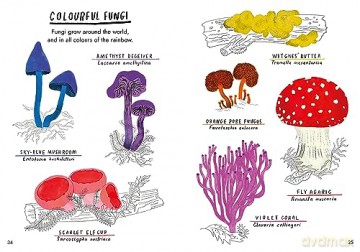 Hello Fungi - Nina Chakrabarti [KSIĄŻKA]