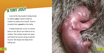 Baby Koalas - Martha Rustad [KSIĄŻKA]