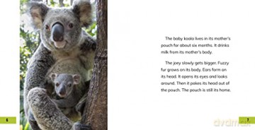 Baby Koalas - Martha Rustad [KSIĄŻKA]