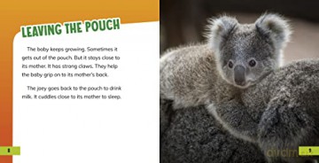 Baby Koalas - Martha Rustad [KSIĄŻKA]