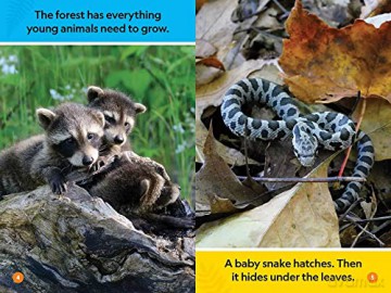 Forest Babies - Michaela Weglinski [KSIĄŻKA]