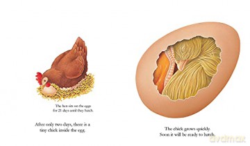 Egg - Rene Mettler [KSIĄŻKA]