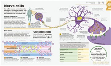 How Biology Works - Dk [KSIĄŻKA]