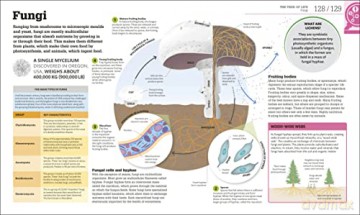 How Biology Works - Dk [KSIĄŻKA]