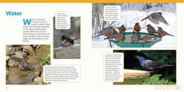 How To Feed Backyard Birds - Chris Earley [KSIĄŻKA]