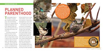 Exploring The World Of Hummingbirds - Tracy Read [KSIĄŻKA]