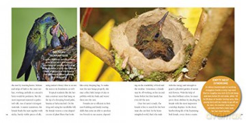 Exploring The World Of Hummingbirds - Tracy Read [KSIĄŻKA]